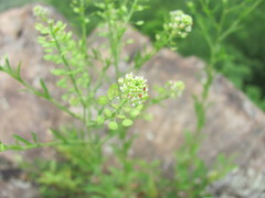 Balaustium