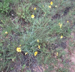Thelesperma simplicifolium