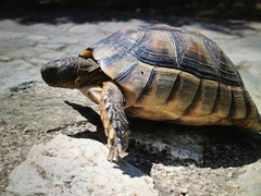 Testudo marginata