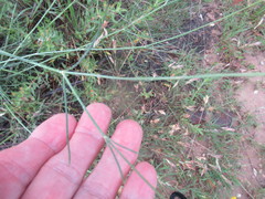 Thelesperma simplicifolium