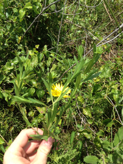 Xanthisma texanum drummondii