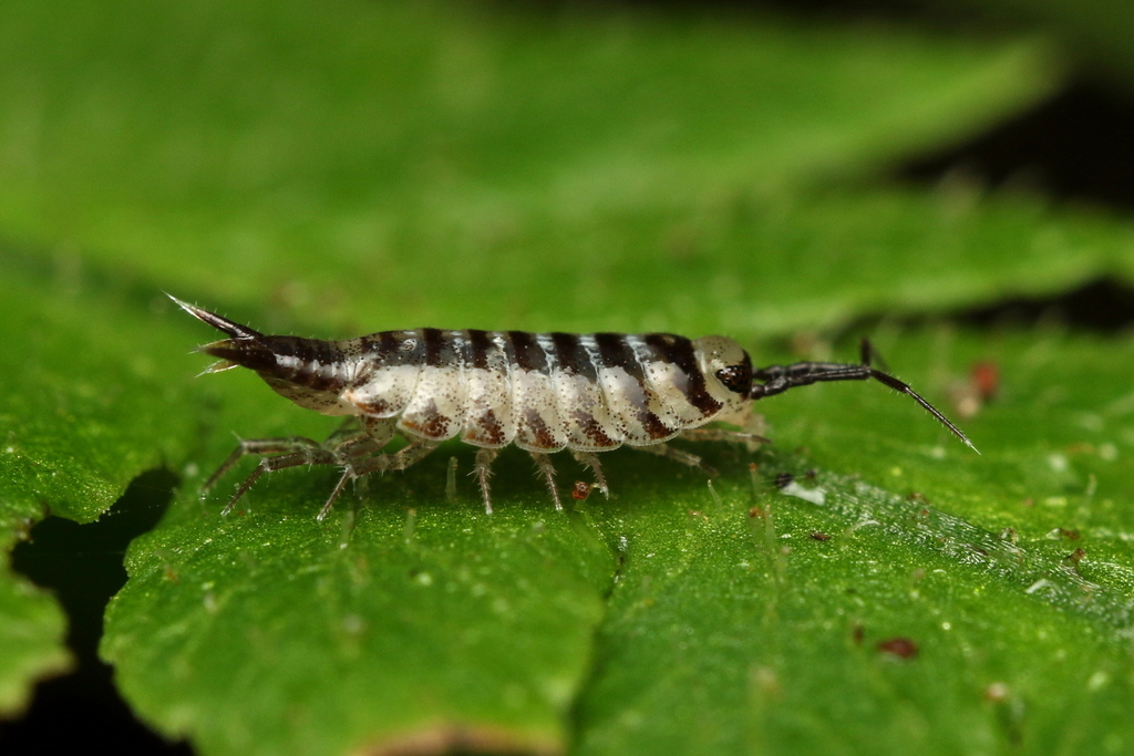 Natalscia cingulata