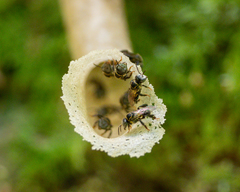 Lepidotrigona ventralis