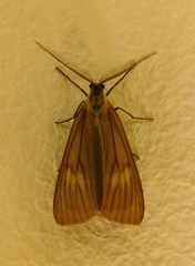 Phryganidia californica