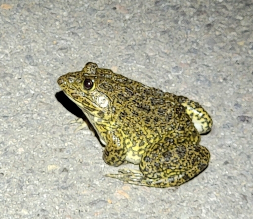 East Asian Bullfrog