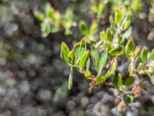 Image of Arctostaphylos densiflora by (c) Alexander Wentworth, some rights reserved (CC BY)