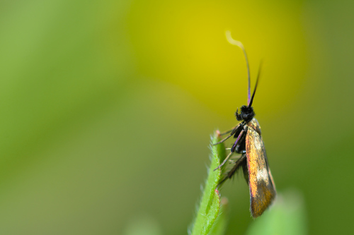 Little Long-horn