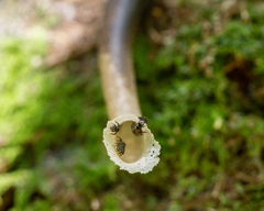 Lepidotrigona ventralis