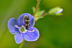 Cauchas fibulella