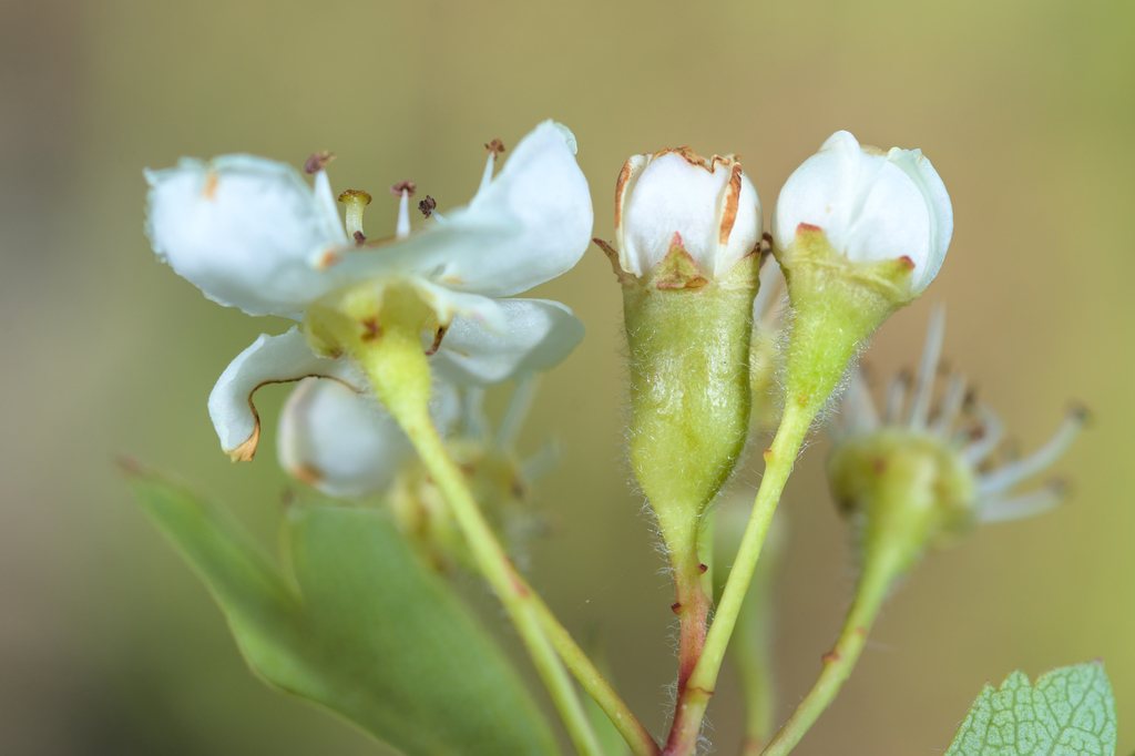 Contarinia anthobia