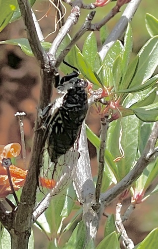 Okanagana monochroma