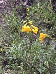Tecoma stans angustata