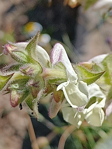 Image of Salvia argentea by (c) Karim Haddad, some rights reserved (CC BY)