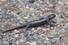 Salamandra atra