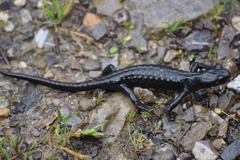 Salamandra atra