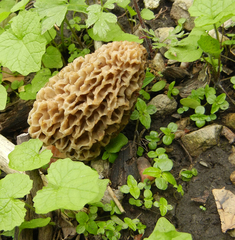 Morchella