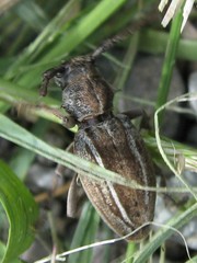 Neodorcadion bilineatum