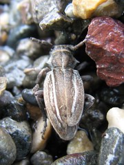 Neodorcadion bilineatum