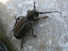 Neodorcadion bilineatum