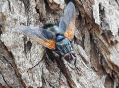 Chetogaster violacea-viridis
