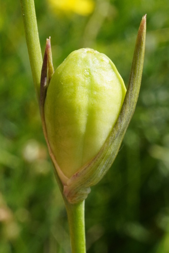 Image of Gladiolus palustris by (c) Patrick Hacker, some rights reserved (CC BY)