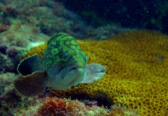 Dusky Grouper