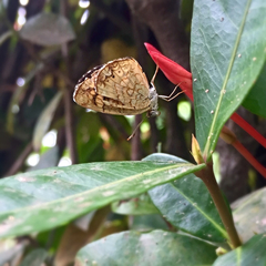 Phyciodes graphica graphica