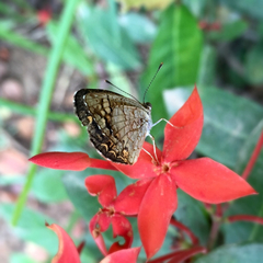 Phyciodes graphica graphica