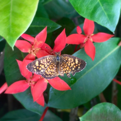 Phyciodes graphica graphica