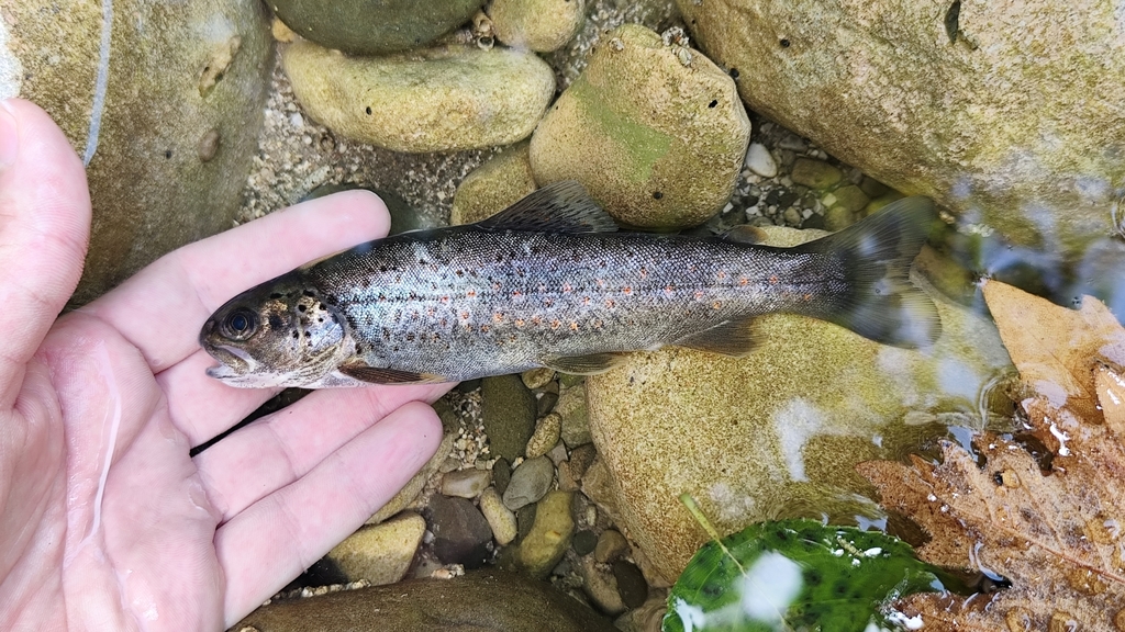 West Balkan Trout