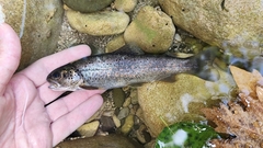 West Balkan Trout photo 1