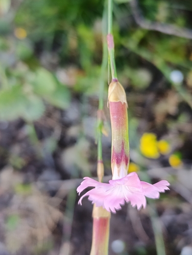 Image of Wood Pink (Dianthus sylvestris) by (c) Karim Haddad, some rights reserved (CC BY)