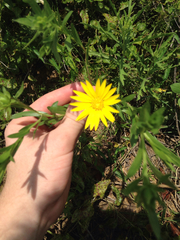 Xanthisma texanum drummondii