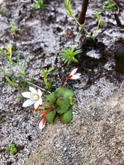 Crassula capensis capensis