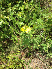 Xanthisma texanum drummondii