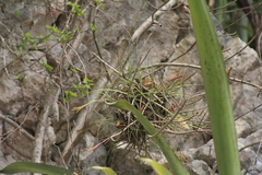 Tillandsia schiedeana