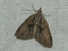 Microdes melanocausta