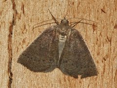 Authaemon stenonipha