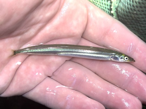 Lance (Ammodytes dubius) — Ammodytidae
