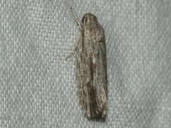 Agriophara leptosemela
