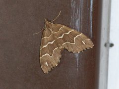 Chaetolopha leucophragma