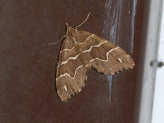 Chaetolopha leucophragma