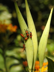 Oncopeltus cingulifer