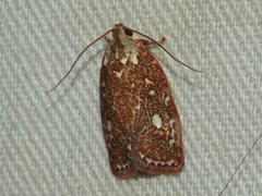 Euchaetis metallota