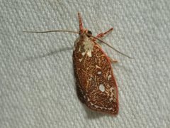Euchaetis metallota