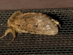 Oncopera rufobrunnea