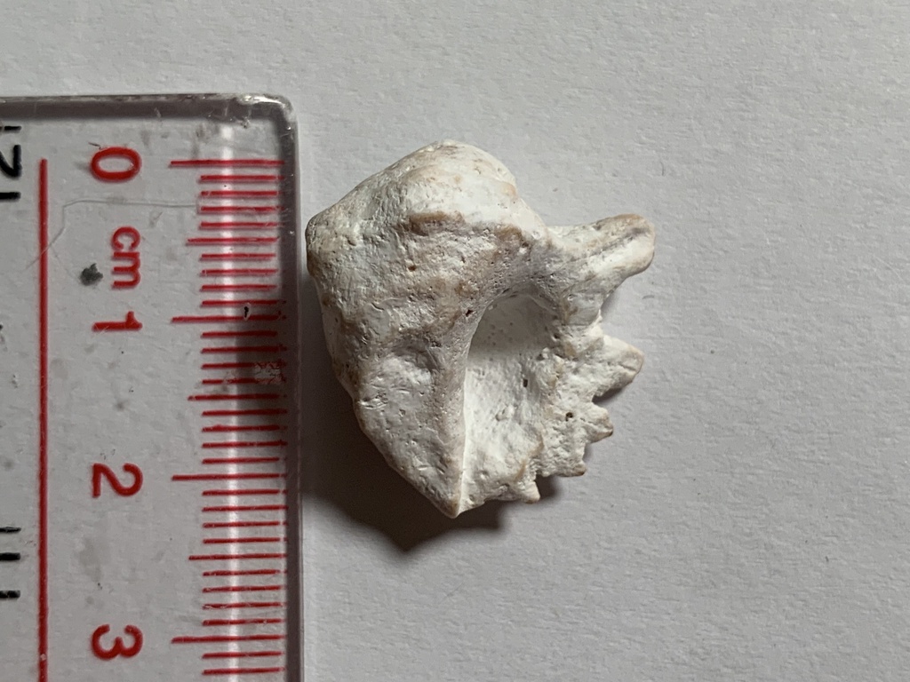 Digitate Pacific drupe