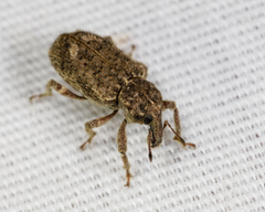 Listroderes difficilis