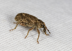 Listroderes difficilis