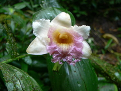 Sobralia ecuadorana
